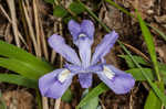 Dwarf crested iris